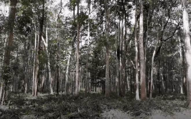 Quần thể gỗ trắc quý hiếm rộng hơn 500 ha Ảnh 2