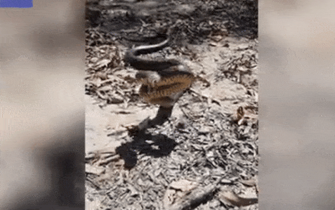 Giây phút rắn 'sát thủ' hăm dọa rồi rượt đuổi người đàn ông Ảnh 2