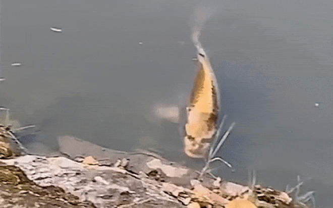 Phát hiện cá 'có mặt giống người' ở Trung Quốc Ảnh 2