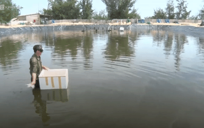 Nuôi ốc hương thu gần 1,5 tỷ mỗi năm Ảnh 2