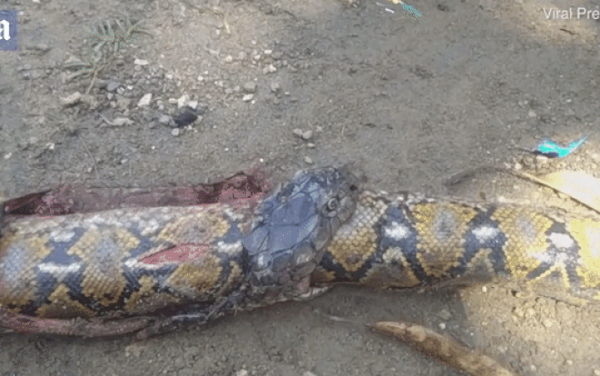 Dân làng mổ bụng rắn hổ mang nuốt chửng cả con trăn Ảnh 2