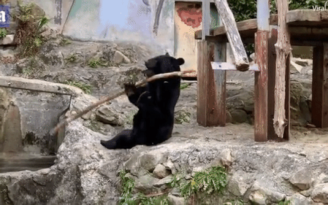 'Phát sốt' với chú gấu kungfu xoay gậy điêu luyện ngoài đời thực Ảnh 2