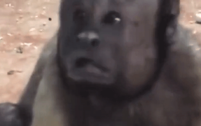 Chú khỉ mặt người đau khổ vì 'ế bền vững' suốt 19 năm Ảnh 2