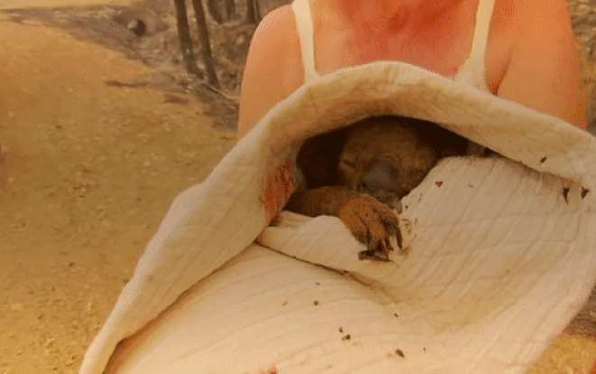 Cảm động người phụ nữ giải cứu chú gấu koala thoát khỏi đám cháy dữ Ảnh 2