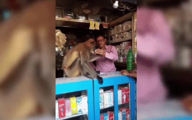 Bị thương vì đánh nhau với đồng loại, chú khỉ thông minh làm điều này khiến dân làng ngơ ngác Ảnh 2