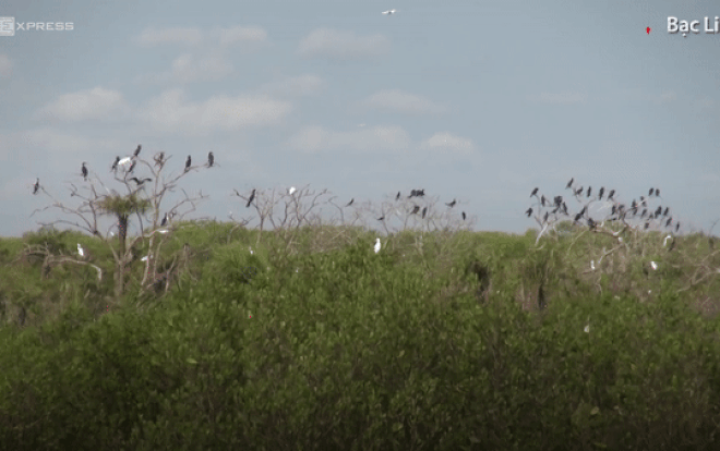 Hàng nghìn chim quý hiếm xuất hiện ở Bạc Liêu Ảnh 2