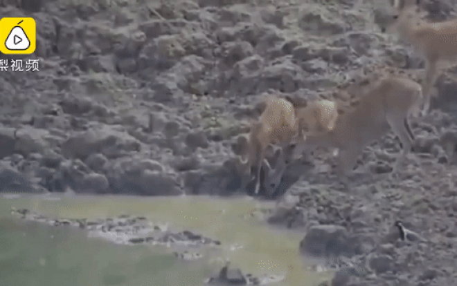 Trăn vồ nai, siết chặt khiến con mồi không kịp giãy giụa tới chết Ảnh 2