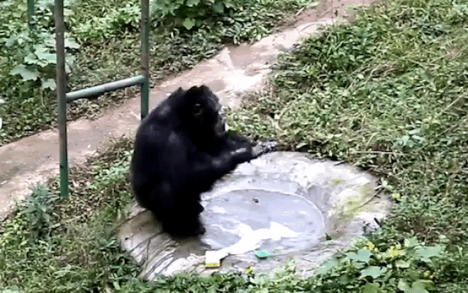 Tinh tinh giặt quần áo cho chủ gây 'sốt' Ảnh 2