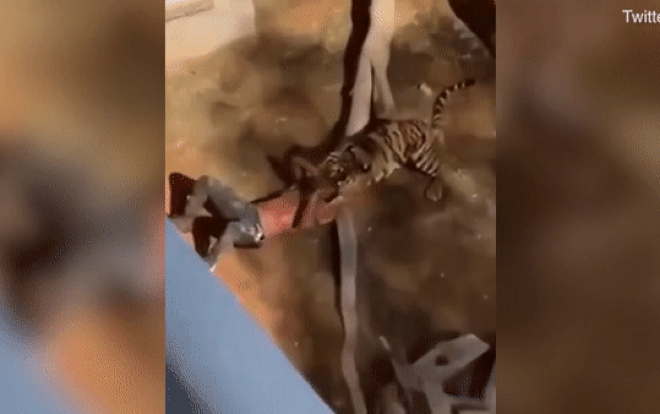 Rơi vào chuồng hổ, nam thanh niên sống sót thần kỳ gây kinh ngạc Ảnh 2