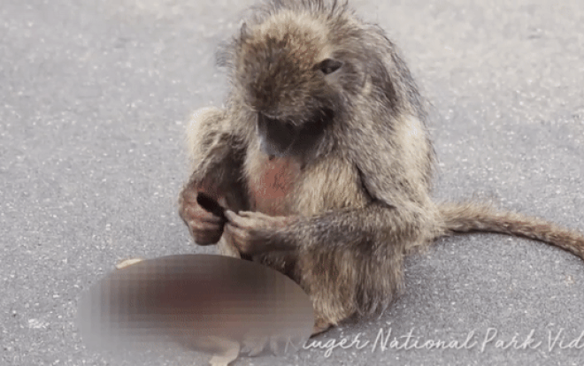 Thấy xác con bị xe tông chết ven đường, khỉ mẹ làm ra hành động khiến ai cũng bật khóc Ảnh 2