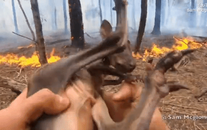 Xúc động khoảnh khắc giải cứu chuột túi khỏi 'giặc lửa' trong thảm họa cháy rừng ở Australia Ảnh 2