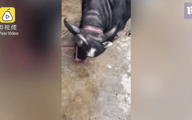 Con bò mang thai 'khóc' và quỳ gối xin tha giết gây xôn xao Ảnh 2