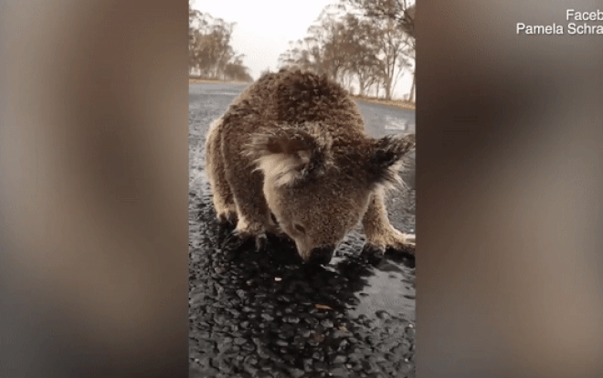 Đau lòng cảnh gấu túi phải liếm nước mưa giữa đường vì khát nước sau thảm họa cháy rừng ở Australia Ảnh 2