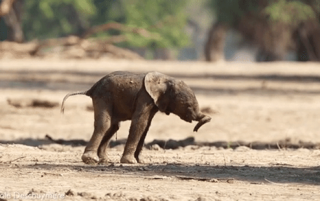 Chú voi sơ sinh ngã lăn ra đất khi tập đi những bước đầu đời Ảnh 2