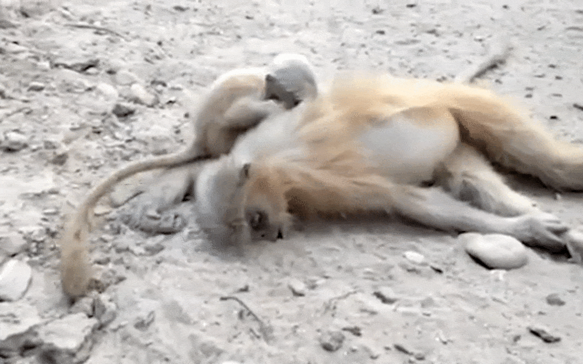 Xót xa hình ảnh khỉ con cố gắng lay xác mẹ qua đời vì điện giật Ảnh 2