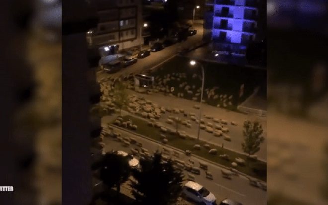 Phong tỏa vì COVID-19, hàng trăm con cừu xâm chiếm thành phố  Ảnh 2