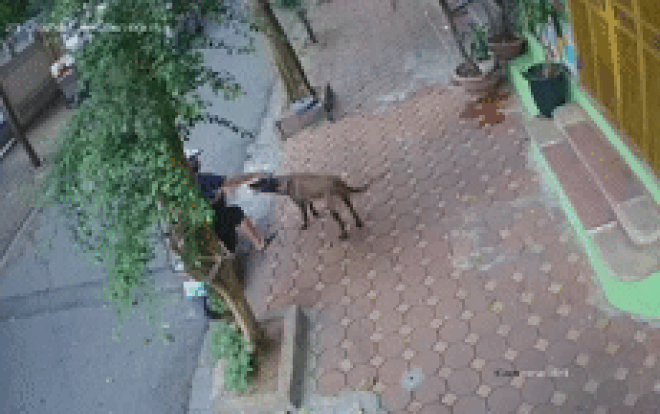 Clip: Nam thanh niên 'tay không trộm chó' trong chớp mắt khiến nhiều người cảm thấy kỳ lạ Ảnh 2