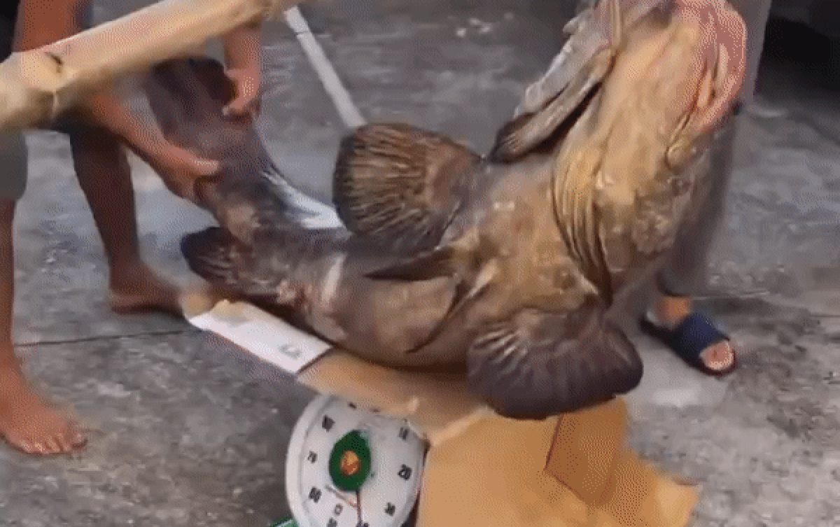 Ngư dân Quảng Ninh phấn khích khi bắt được cá song Hoàng đế với cân nặng khủng Ảnh 2