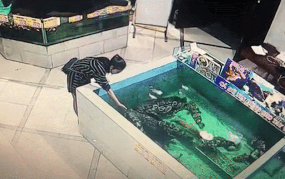 Đưa tay vuốt ve đàn cá ở vựa hải sản, cô gái gặp cái kết nhớ đời Ảnh 2