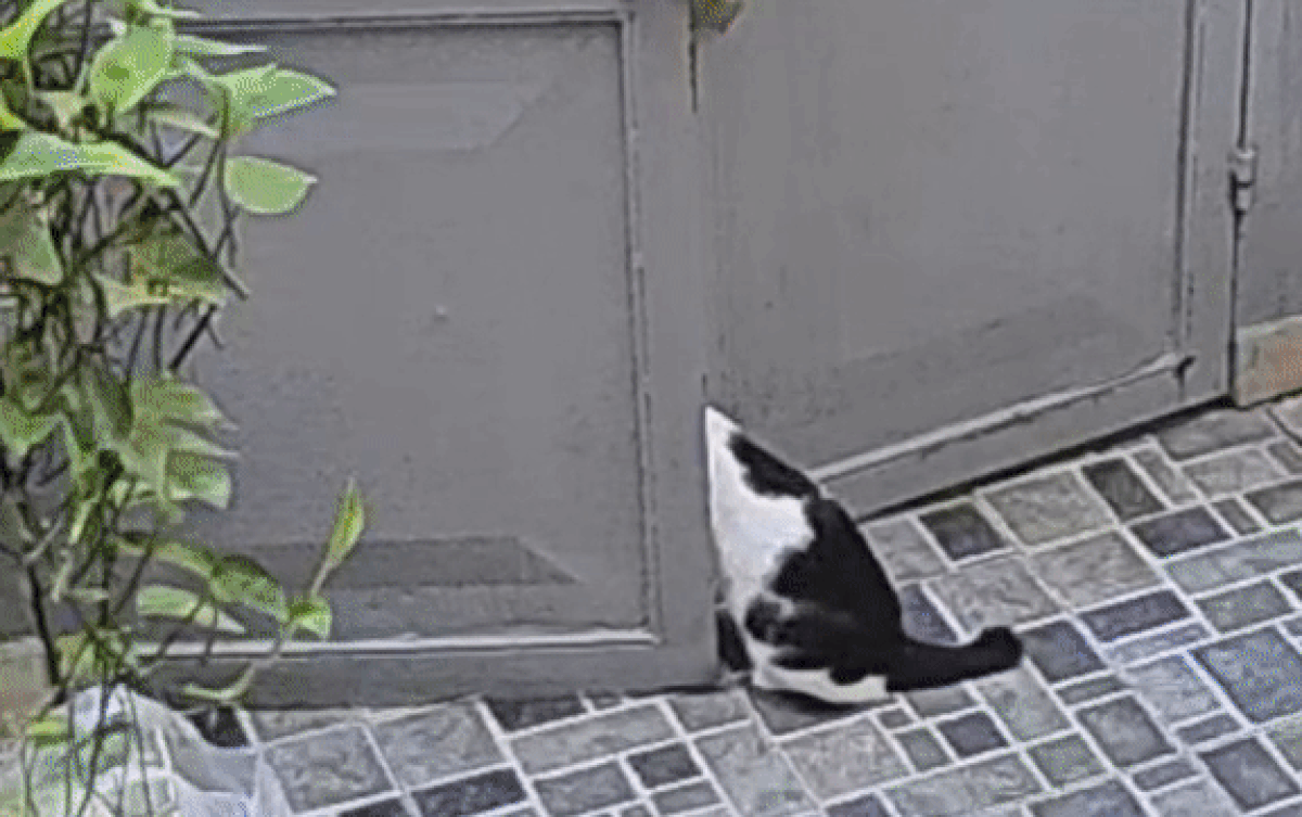 Thấy 2 chú mèo định trốn khỏi cửa, hàng xóm có hành động khiến chủ nhà mừng rơn Ảnh 2