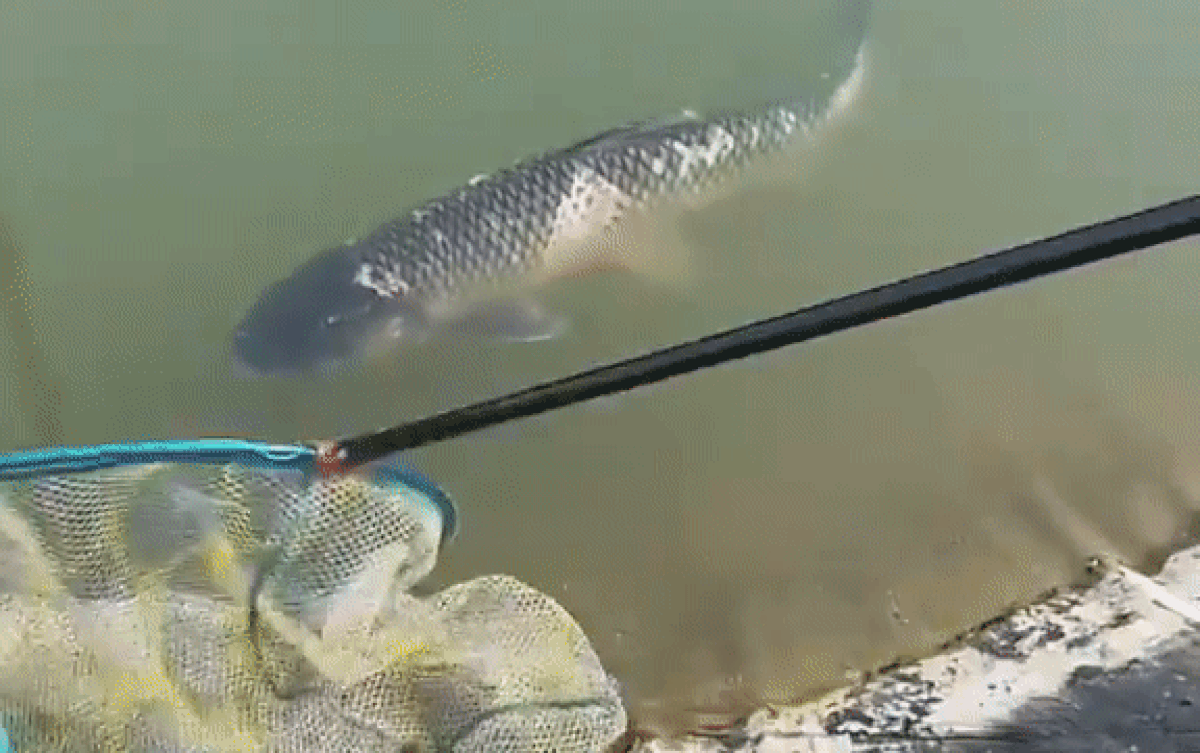 Hớn hở khoe vớt được cá 'khủng', cần thủ được dân mạng khuyên vứt ngay vì lý do này Ảnh 2