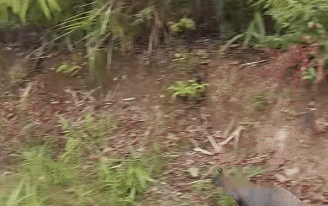 Khoảnh khắc chuột túi nhảy tung tăng ngoài tự nhiên ở Cao Bằng gây sốt MXH Ảnh 2