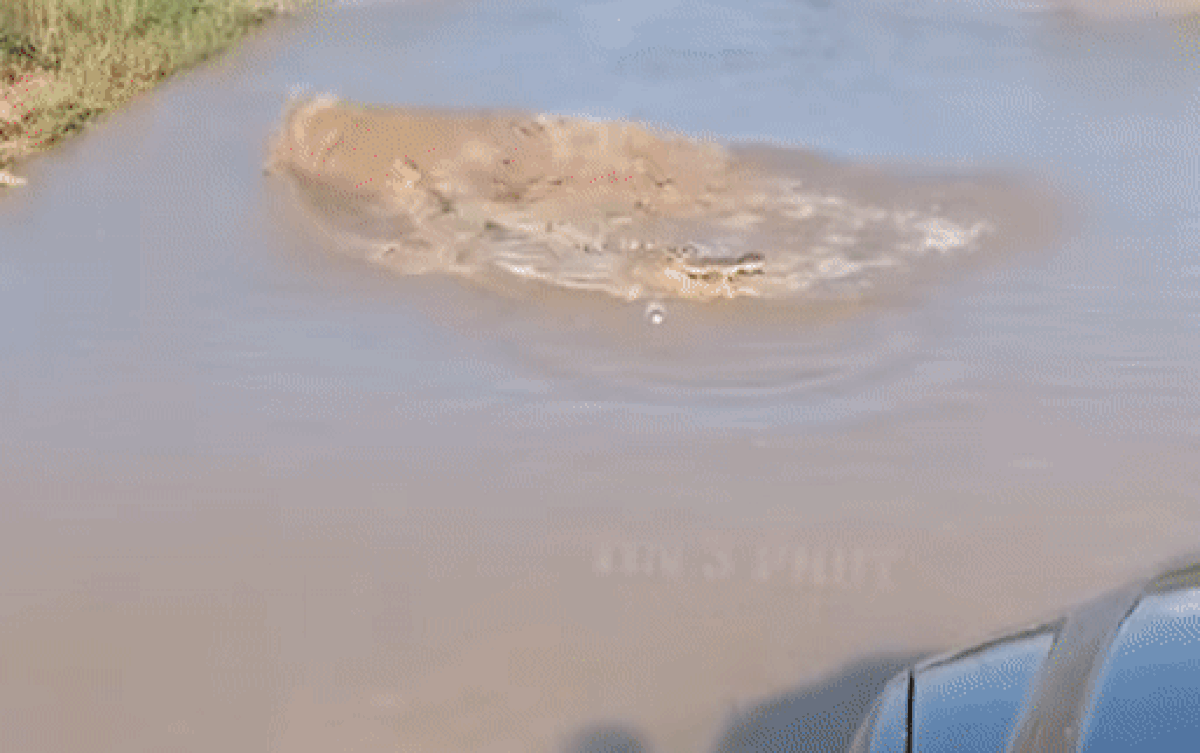 Ô tô đi qua đoạn đường ngập nước thì chết máy, tài xế tá hỏa khi thấy thứ rình rập bên dưới Ảnh 2