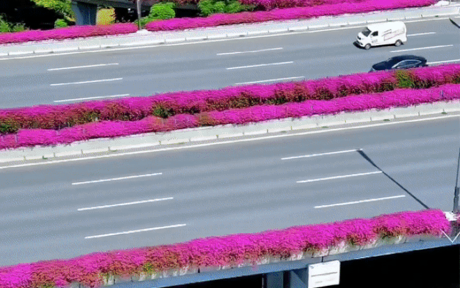 Đẹp ngẩn ngơ giàn hoa giấy hồng rực trên cầu vượt ở Quảng Châu Ảnh 2