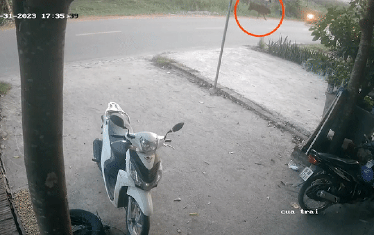 Bò thả rông bất ngờ lao qua đường khiến người đàn ông điều khiển xe máy ngã sõng soài Ảnh 2