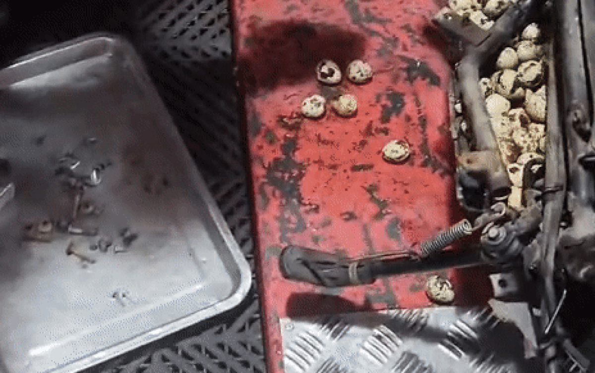 Vừa tháo dàn áo xe máy ra, chủ tiệm sửa xe được phen ngỡ ngàng với thứ bên trong Ảnh 2