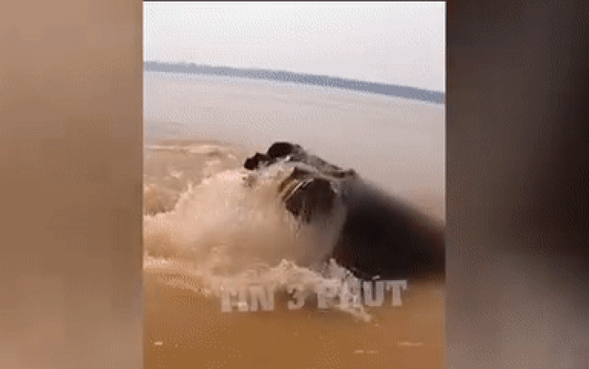 Di chuyển trên sông, người đàn ông giật mình vì ngỡ gặp 'thủy quái' và sự thật phía sau Ảnh 2