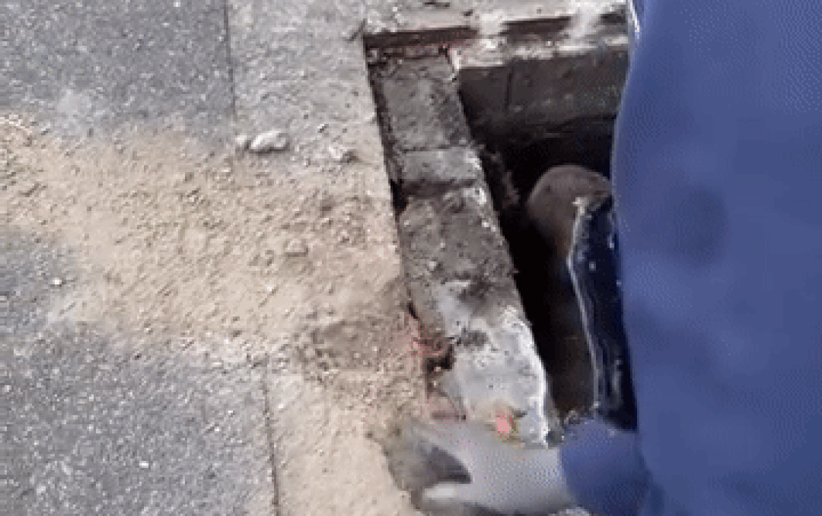 Giải cứu con chuột mắc kẹt dưới cống, vừa nhìn thấy kích thước ai nấy cũng 'hết hồn' Ảnh 2