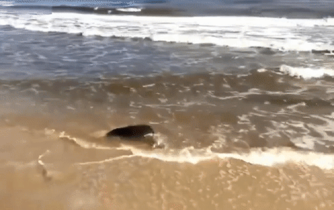 Rùa biển cổ đại nặng 40 kg cực quý hiếm mắc lưới ngư dân và cái kết ấm lòng Ảnh 2