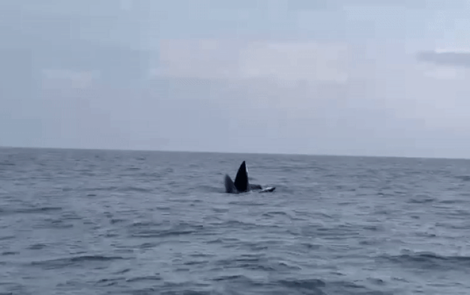 Khoảnh khắc kỳ thú: 3 con cá voi dài gần 20 m bơi tung tăng săn mồi trên biển Cô Tô Ảnh 2