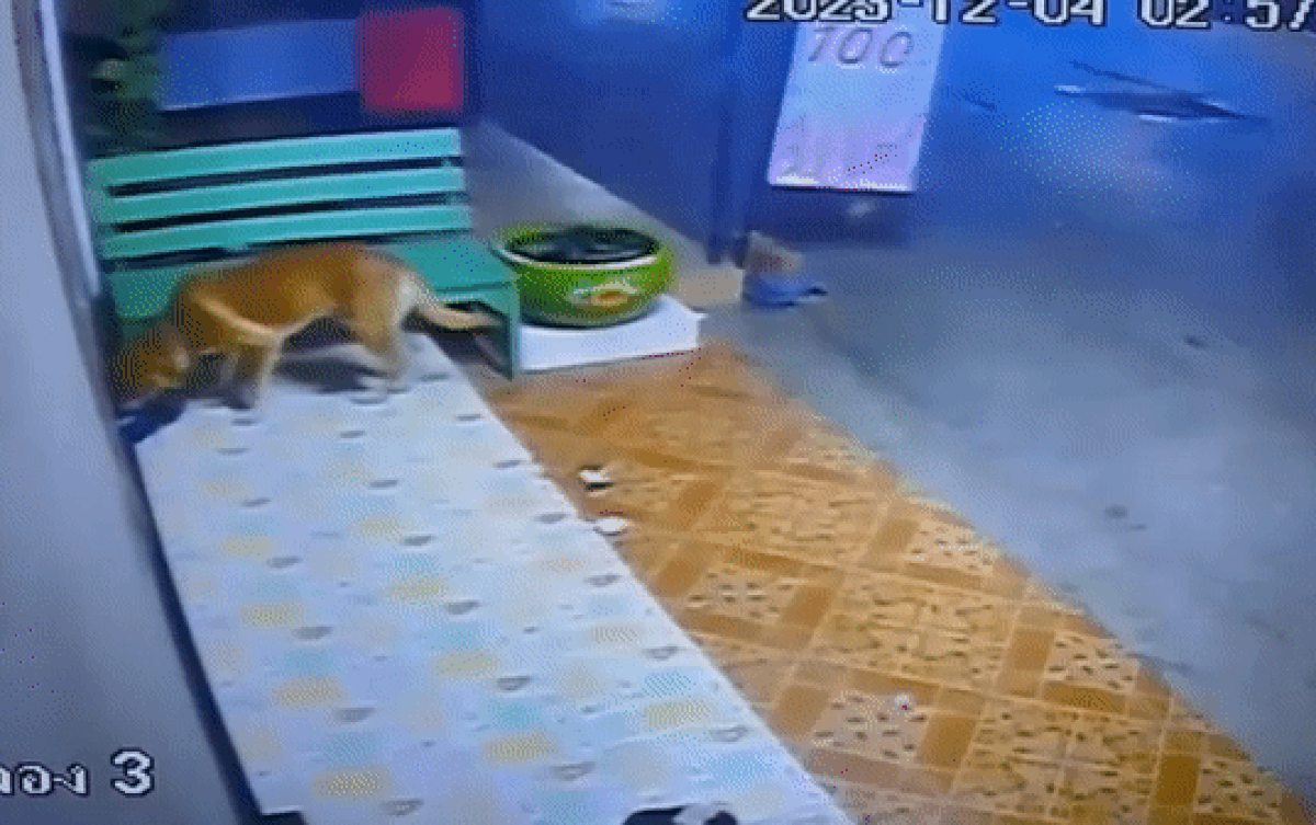 Gói hàng để trước nhà bị mất, cô gái check camera thì dở khóc dở cười khi biết 'thủ phạm' Ảnh 2