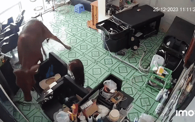 Clip: 'Vị khách không mời' lao thẳng vào tiệm tóc khiến cả chủ lẫn khách chạy tán loạn thoát thân Ảnh 2