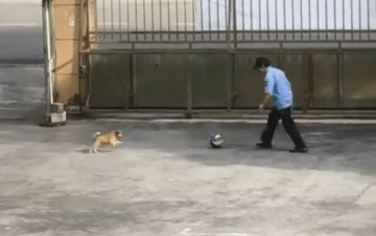 Bác bảo vệ và khoảnh khắc đáng yêu cùng chú chó ở sân trường khiến nhiều người đốn tim Ảnh 2