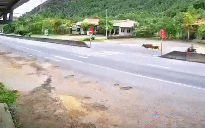 Đàn bò nhốn nháo phi sang đường, 'báo hại' tài xế xe máy gặp nạn kinh hoàng Ảnh 2