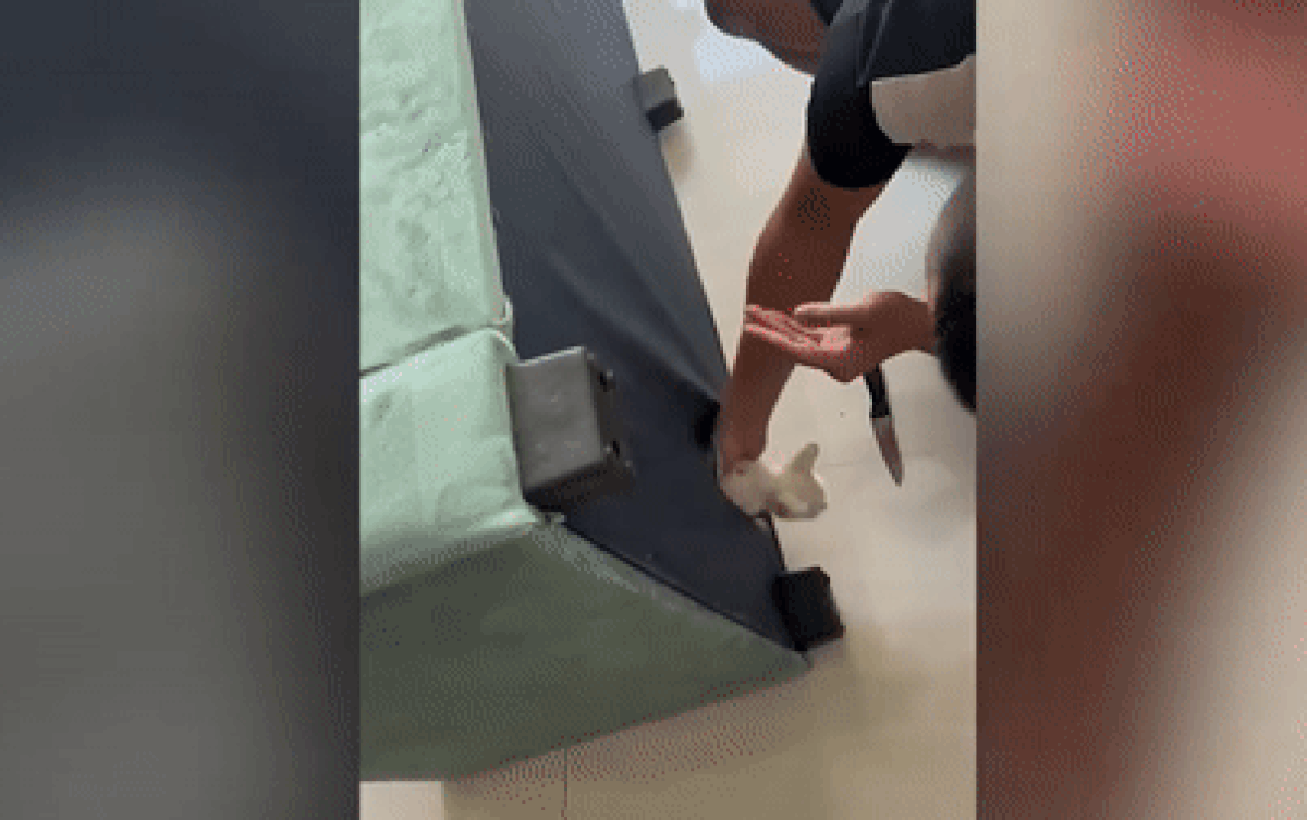 Mua ghế sofa đặt trong nhà thì nghe tiếng kêu lạ phát ra, gia chủ kiểm tra liền phát hiện điều bất ngờ Ảnh 2