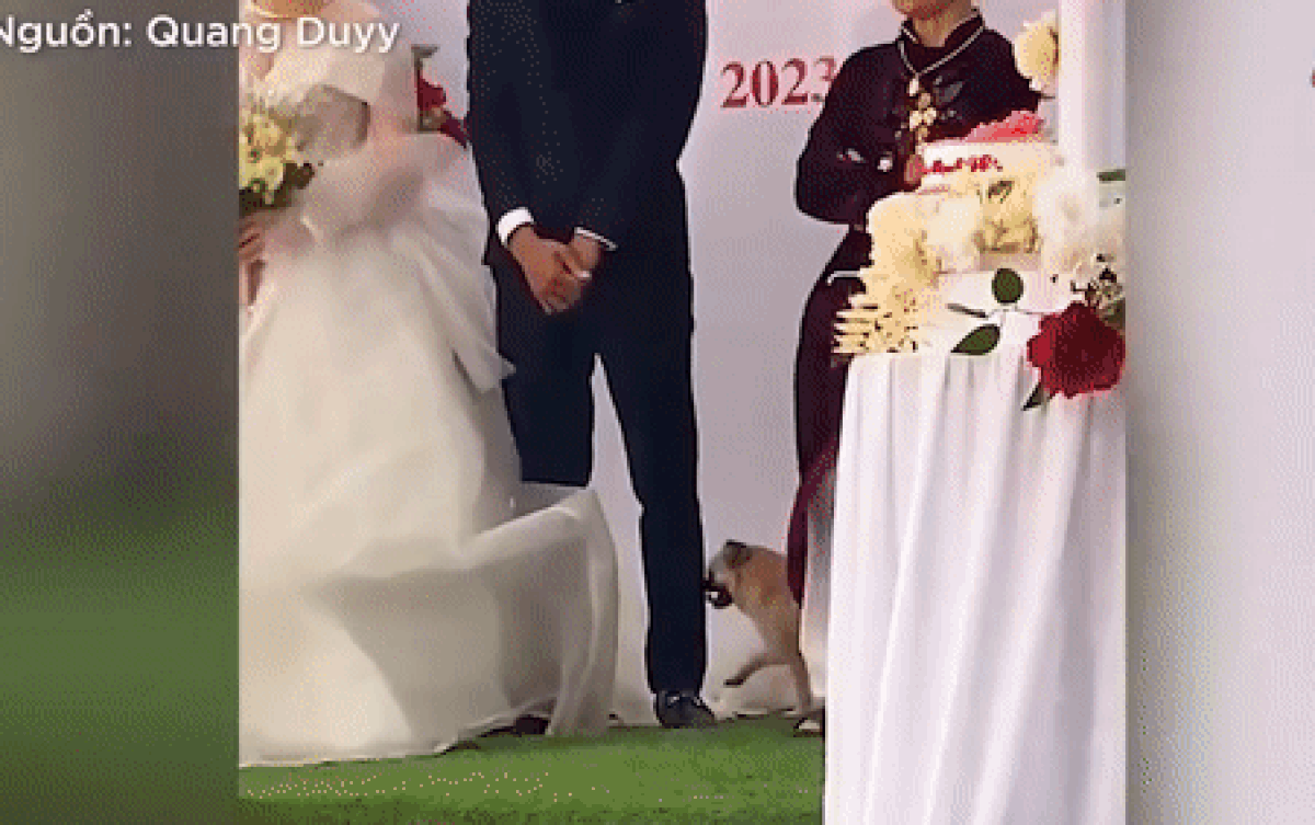 Đang làm lễ, cô dâu chú rể phải nhịn cười vì sự có mặt của chú chó cưng Ảnh 2