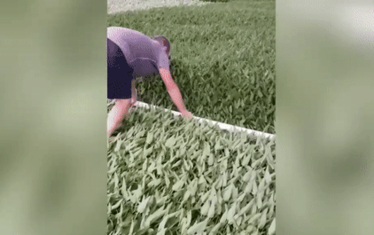 Người đàn ông cầm sào ép cả ruộng rau muống ngã rạp, dân mạng tò mò lý do Ảnh 2