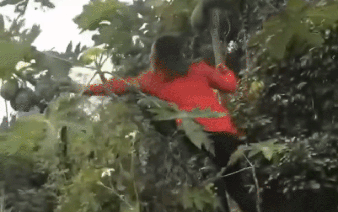 Cô gái đánh đu trên cây hái đu đủ và cái kết của sự cố chấp Ảnh 2