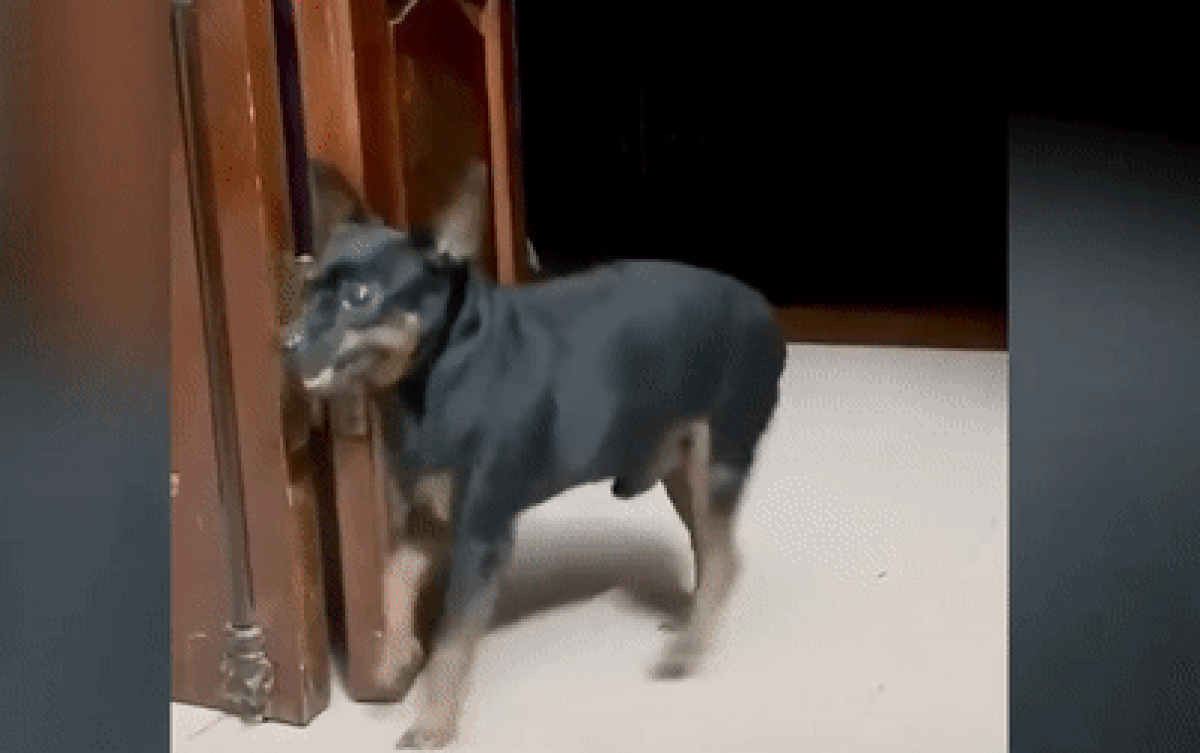 Chú chó đam mê 'múa lân' khiến dân mạng thích thú Ảnh 2