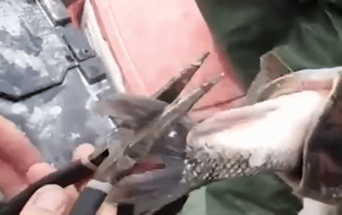 Câu được con cá lớn, người đàn ông không ngờ đến món hời đính kèm Ảnh 2