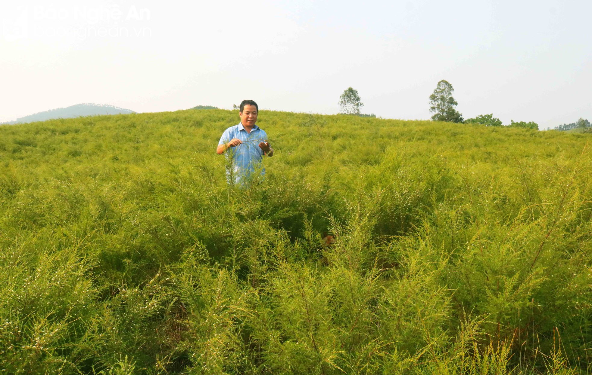 Nông dân phấn khởi vì kiếm hàng chục triệu đồng từ loài cây mọc hoang ...