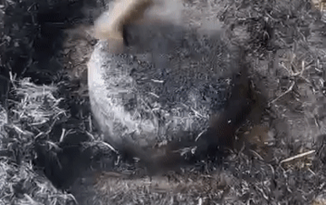 Bắt chước trên mạng làm món gà nướng úp nồi, cái kết khiến thanh niên tuyệt vọng Ảnh 2