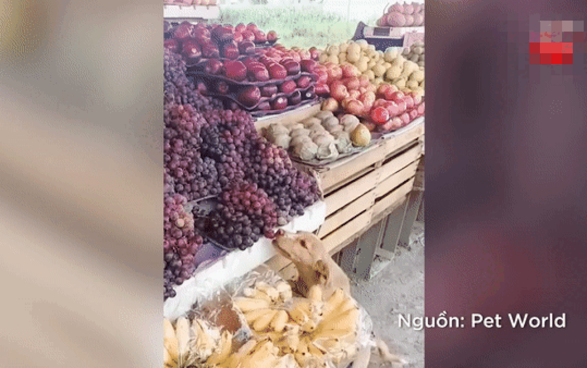 Bán trái cây đắt hàng nhưng vẫn lỗ vốn, chủ tiệm theo dõi phát hiện điều bất ngờ Ảnh 2