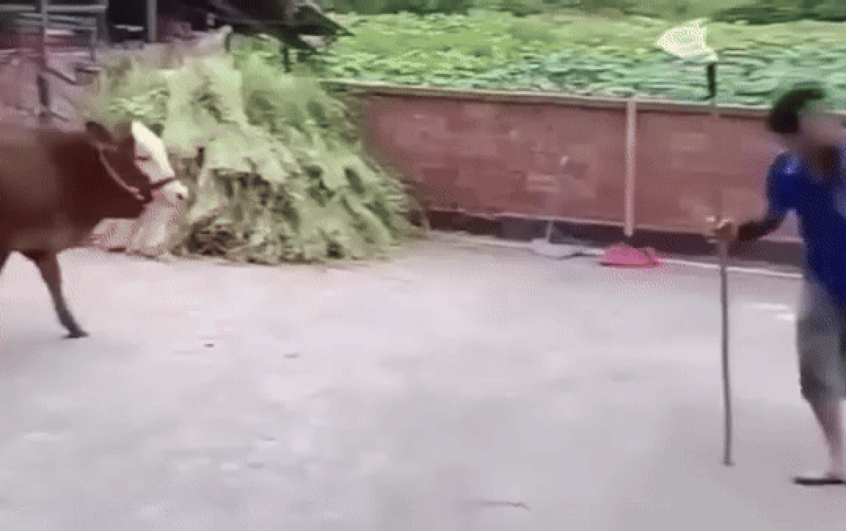 Luyện võ ra oai với chú bò, người đàn ông gặp cảnh dở khóc dở cười Ảnh 2