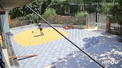 Khoảnh khắc hài hước của cô gái trong lúc giúp bố mẹ phơi lúa