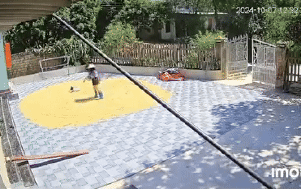 Con gái giúp gia đình phơi lúa, bố nhìn qua camera 'chán chẳng buồn nói' Ảnh 2